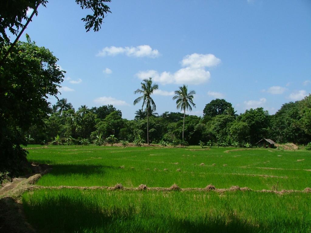 Raintree Villa Dambulla Exterior photo